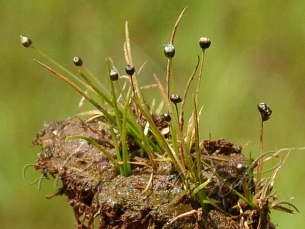 Tiny-Head Pipewort